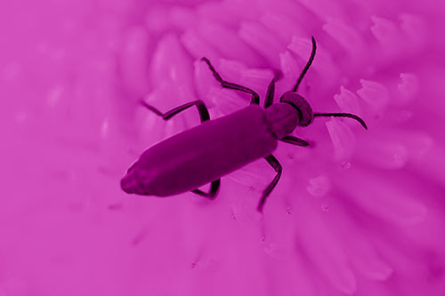 Crawling Oedemera Beetle Searching Atop Dandelion (Pink Shade Photo)