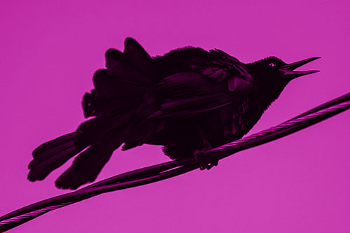 Crouching Great Tailed Grackle Squeaking Atop Cable (Pink Shade Photo)