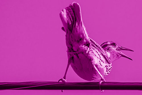 Crouching Western Meadowlark Singing Towards Sunlight (Pink Shade Photo)
