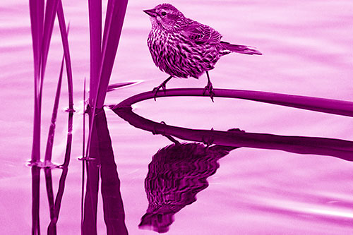 Female Red Winged Blackbird Casts Reflection Atop Bent Water Reed (Pink Shade Photo)