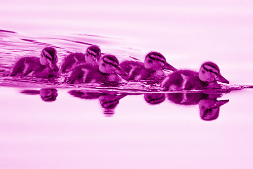 Five Baby Mallard Ducklings Swimming Across Lake Water (Pink Shade Photo)