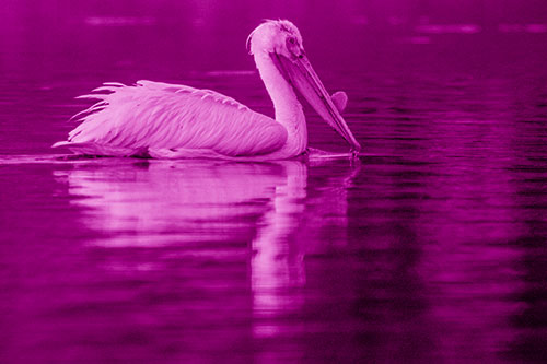 Floating Pelican Reflection Among Lake Water (Pink Shade Photo)