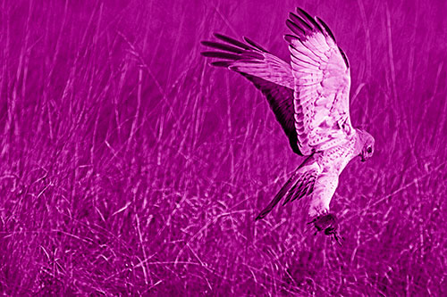 Flying Northern Harrier Marsh Hawk Captures Rodent (Pink Shade Photo)