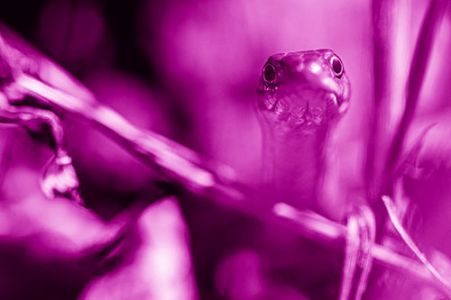 Garter Snake Peeking Head Above Sticks (Pink Shade Photo)