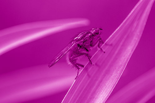 Golden Dung Fly Perched Along Sloping Fescue Grass Blade (Pink Shade Photo)