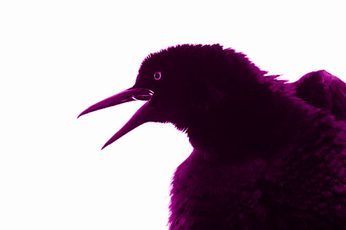Great Tailed Grackle Croaks Among Sunlight (Pink Shade Photo)