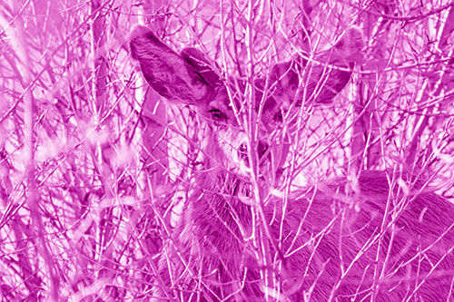 Hidden Mule Deer Watching Behind Tree Branches (Pink Shade Photo)