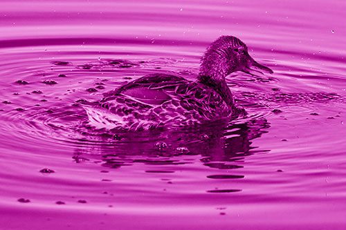 Joyful Water Splashing Mallard Duck Enjoying Calm Lake (Pink Shade Photo)