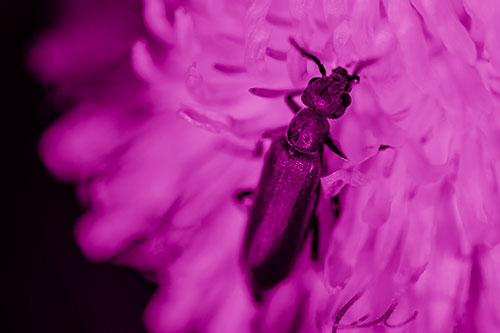 Oedemera Beetle Feasting Among Dandelion (Pink Shade Photo)