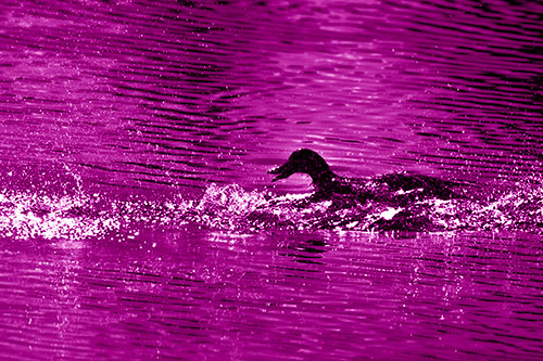 Playful Mallard Duck Gets Splashed Among Lake Horizon (Pink Shade Photo)