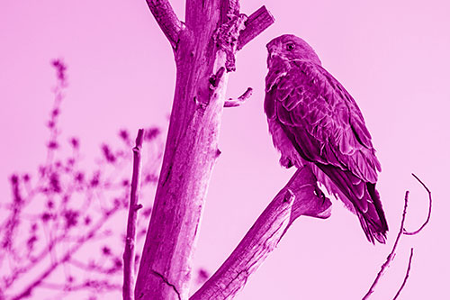 Rough Legged Hawk Perched Atop Tree Branch (Pink Shade Photo)