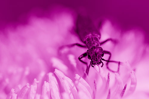 Snarling Oedemera Beetle Eating Dandelion Pollen (Pink Shade Photo)