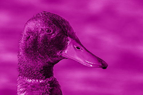 Soaked Male Mallard Duck Watching Among Lake (Pink Shade Photo)