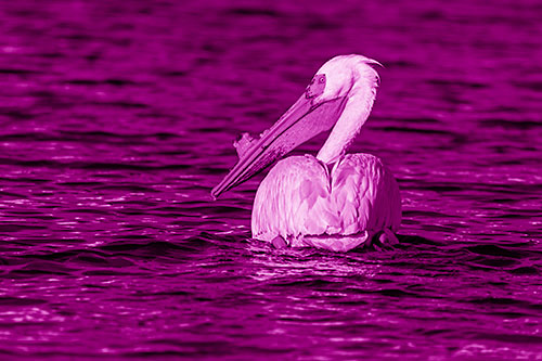 Swimming Pelican Glances Backwards Among Lake Water (Pink Shade Photo)