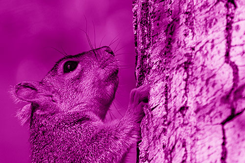 Tree Climbing Squirrel Gazing Upwards (Pink Shade Photo)