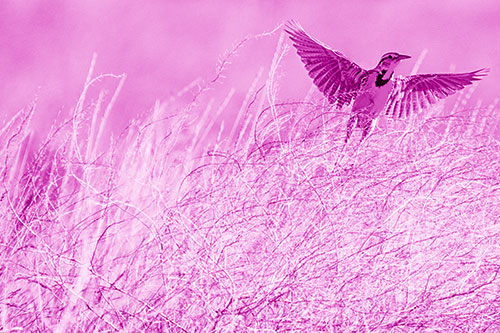 Western Meadowlark Takes Flight Off Branches (Pink Shade Photo)