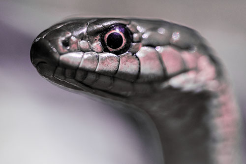 Alert Garter Snake Keeping Eye Out (Pink Tint Photo)