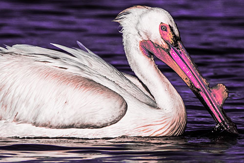 Beak Dipping Pelican Eying Across Lake Water (Pink Tint Photo)