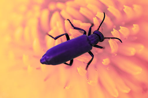 Crawling Oedemera Beetle Searching Atop Dandelion (Pink Tint Photo)
