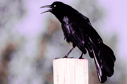 Croaking Great Tailed Grackle Perched Atop Wooden Post (Pink Tint Photo)