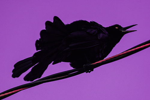 Crouching Great Tailed Grackle Squeaking Atop Cable (Pink Tint Photo)