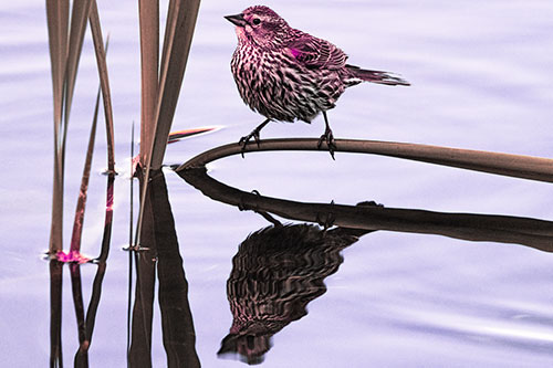Female Red Winged Blackbird Casts Reflection Atop Bent Water Reed (Pink Tint Photo)