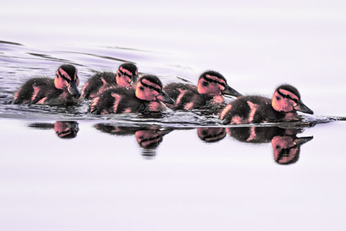 Five Baby Mallard Ducklings Swimming Across Lake Water (Pink Tint Photo)