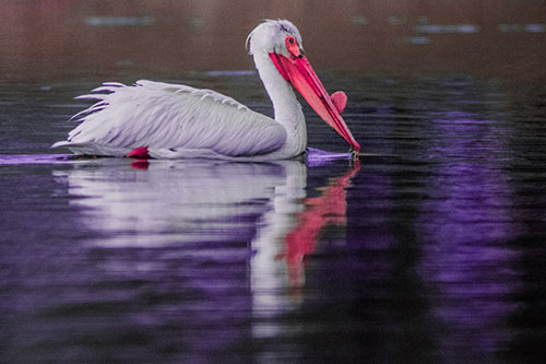 Floating Pelican Reflection Among Lake Water (Pink Tint Photo)