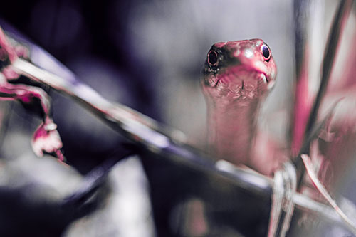 Garter Snake Peeking Head Above Sticks (Pink Tint Photo)