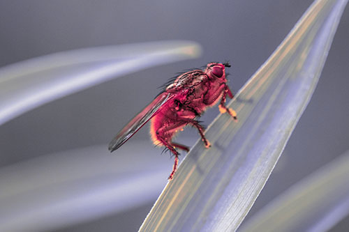 Golden Dung Fly Perched Along Sloping Fescue Grass Blade (Pink Tint Photo)