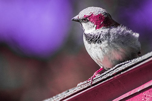 Head Tilting House Sparrow Perched Along Rooftop (Pink Tint Photo)