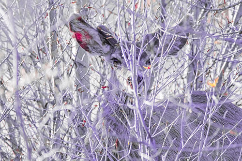 Hidden Mule Deer Watching Behind Tree Branches (Pink Tint Photo)