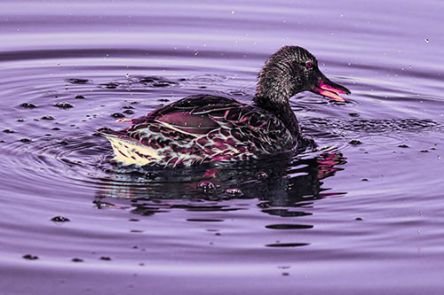 Joyful Water Splashing Mallard Duck Enjoying Calm Lake (Pink Tint Photo)