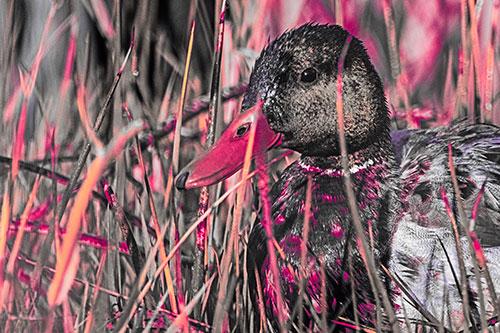 Male Mallard Duck Resting Among Reed Grass (Pink Tint Photo)