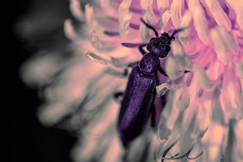Oedemera Beetle Feasting Among Dandelion (Pink Tint Photo)