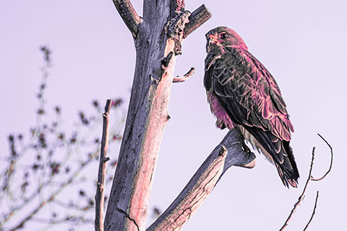 Rough Legged Hawk Perched Atop Tree Branch (Pink Tint Photo)
