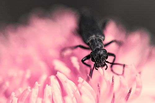 Snarling Oedemera Beetle Eating Dandelion Pollen (Pink Tint Photo)