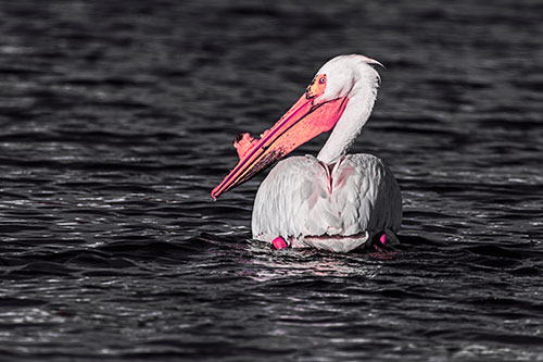 Swimming Pelican Glances Backwards Among Lake Water (Pink Tint Photo)