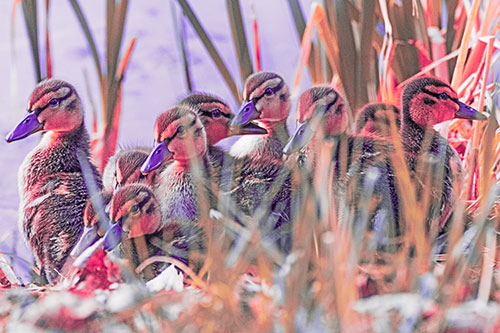 Ten Baby Mallard Ducklings Resting Among Reed Grass (Pink Tint Photo)
