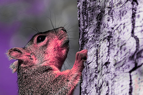 Tree Climbing Squirrel Gazing Upwards (Pink Tint Photo)