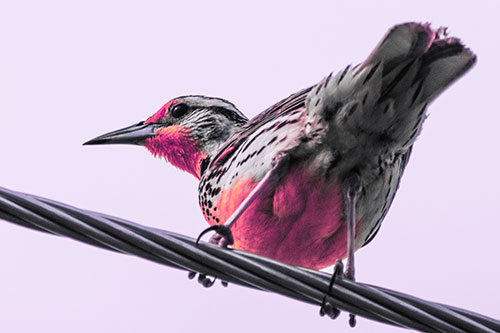 Western Meadowlark Keeping Watch Atop Powerline Wire (Pink Tint Photo)