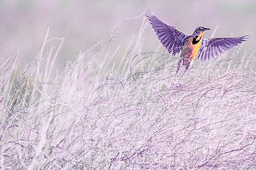 Western Meadowlark Takes Flight Off Branches (Pink Tint Photo)