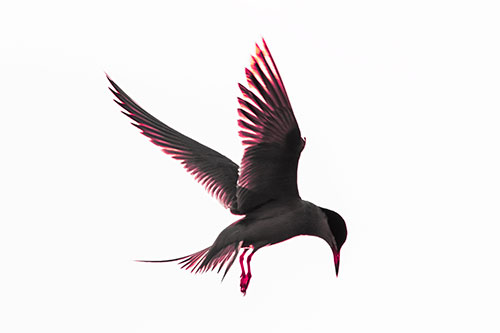 Wing Flapping Tern Eying For Fish Below (Pink Tint Photo)