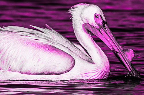 Beak Dipping Pelican Eying Across Lake Water (Pink Tone Photo)
