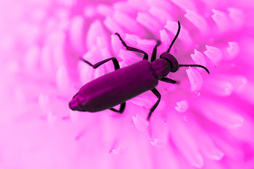 Crawling Oedemera Beetle Searching Atop Dandelion (Pink Tone Photo)