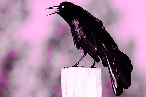 Croaking Great Tailed Grackle Perched Atop Wooden Post (Pink Tone Photo)