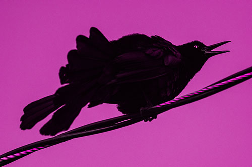 Crouching Great Tailed Grackle Squeaking Atop Cable (Pink Tone Photo)
