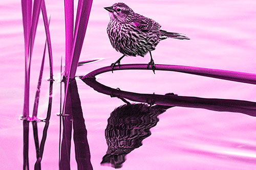 Female Red Winged Blackbird Casts Reflection Atop Bent Water Reed (Pink Tone Photo)