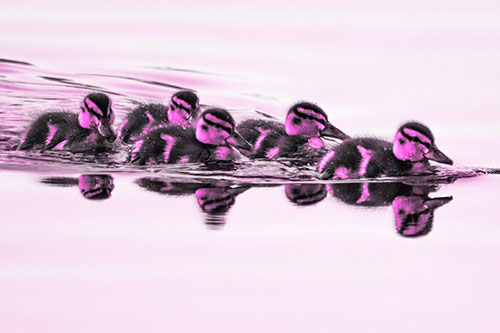 Five Baby Mallard Ducklings Swimming Across Lake Water (Pink Tone Photo)