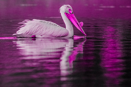 Floating Pelican Reflection Among Lake Water (Pink Tone Photo)